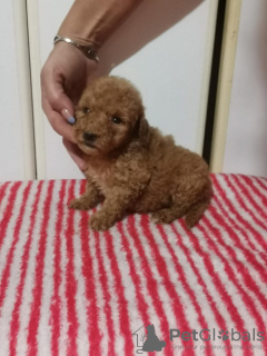 Photo №2 to announcement № 110369 for the sale of poodle (toy) - buy in Serbia 