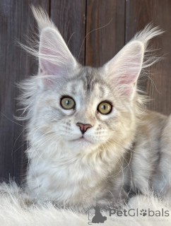 Photo №2 to announcement № 161198 for the sale of maine coon - buy in United States breeder