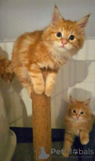 Photo №1. maine coon - for sale in the city of Tbilisi | 300$ | Announcement № 98360
