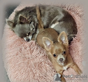 Photo №1. chihuahua - for sale in the city of Columbus | 300$ | Announcement № 107211