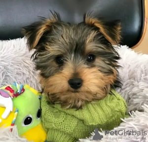 Photo №2 to announcement № 127301 for the sale of beaver yorkshire terrier - buy in United States 