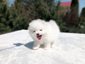Photo №1. pomeranian - for sale in the city of Kharkov | 1489$ | Announcement № 6482
