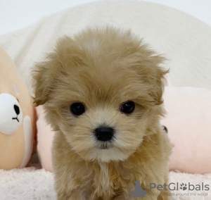 Photo №2 to announcement № 133699 for the sale of poodle (royal) - buy in United States 