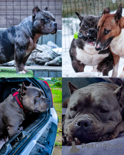 Photo №2 to announcement № 135811 for the sale of american bully - buy in Slovenia breeder