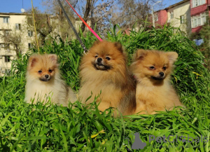 Photo №1. pomeranian - for sale in the city of Анталья | negotiated | Announcement № 19302