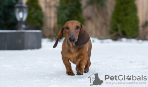 Photo №3. Standard dachshund puppies. Russian Federation