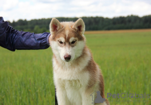 Photo №3. Offered for sale male Siberian husky. Russian Federation