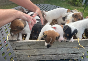Photo №1. jack russell terrier - for sale in the city of JáCHYMOV | 574$ | Announcement № 148577