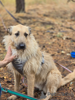 Photo №3. Looking for a home. Russian Federation