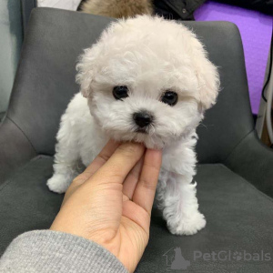 Photo №1. bichon frise - for sale in the city of New York | negotiated | Announcement № 41645