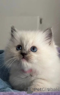 Photo №4. I will sell ragdoll in the city of Франкфурт-на-Майне. breeder - price - 94$