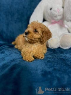 Photo №3. A wonderful baby Morkie Maltese Yorkie Biewer. Poland