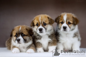 Photo №4. I will sell welsh corgi in the city of Rybinsk. from nursery - price - 1302$