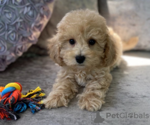 Photo №1. poodle (toy) - for sale in the city of Andros | 300$ | Announcement № 43397