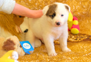 Photo №2 to announcement № 5760 for the sale of non-pedigree dogs - buy in Russian Federation private announcement