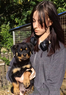 Photo №3. Rottweiler beautiful puppies. Serbia