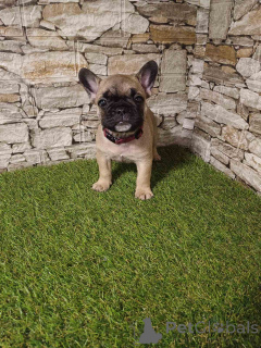 Photo №3. French bulldog beautiful puppies. Serbia