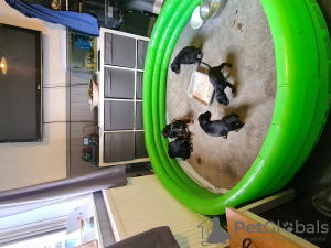 Additional photos: Потрясающий помет крупных черно-подпалых щенков доберманов