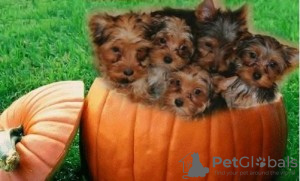 Photo №1. yorkshire terrier - for sale in the city of Дрезден | 497$ | Announcement № 93339