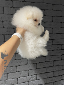 Photo №3. Spitz puppy. Germany