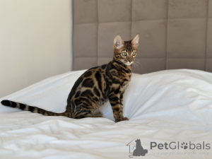 Photo №1. bengal cat - for sale in the city of Boston | negotiated | Announcement № 125042