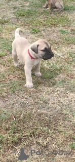 Photo №3. Bullmastiff puppies. Serbia