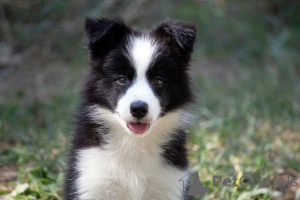 Photo №3. Border Collie Border Collie puppies. Serbia