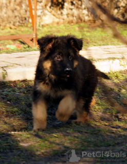 Photo №2 to announcement № 80782 for the sale of german shepherd - buy in Ukraine private announcement, breeder