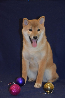 Photo №2 to announcement № 4724 for the sale of shiba inu - buy in Russian Federation from nursery, breeder
