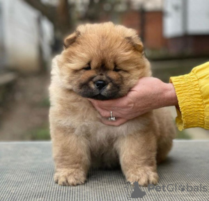 Photo №1. chow chow - for sale in the city of Schöneiche | 317$ | Announcement № 90333