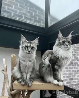 Additional photos: Maine coon grown