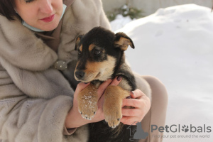 Photo №3. Puppies as a gift. Belarus