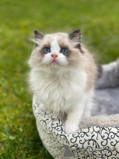 Photo №4. I will sell ragdoll in the city of Kharkov. from nursery - price - 2600$