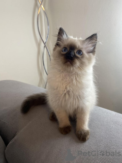 Photo №2 to announcement № 56836 for the sale of ragdoll - buy in New Zealand 