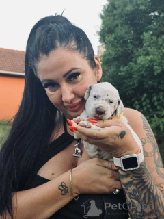 Photo №3. Dalmatian puppy FCI pedigree. Hungary