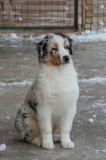 Photo №2 to announcement № 1550 for the sale of australian shepherd - buy in Russian Federation from nursery
