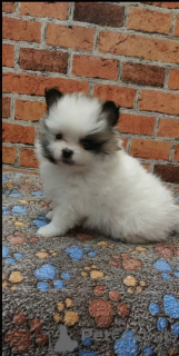 Photo №1. pomeranian - for sale in the city of Brussels | negotiated | Announcement № 169013