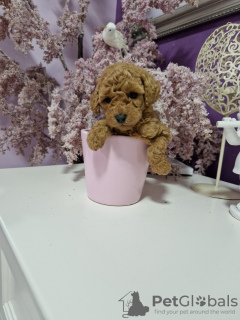 Photo №4. I will sell poodle (toy) in the city of Belgrade.  - price - 528$