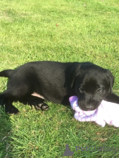 Photo №4. I will sell labrador retriever in the city of Kangerlussuaq. private announcement - price - negotiated