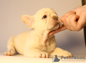 Photo №4. I will sell french bulldog in the city of Stavropol. breeder - price - 1$