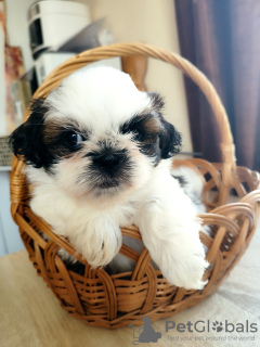 Photo №3. Shih Tzu puppies. Belarus