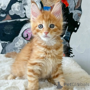 Photo №2 to announcement № 167926 for the sale of maine coon - buy in Hungary private announcement, breeder