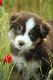 Photo №2 to announcement № 143094 for the sale of miniature american shepherd (aussie) - buy in Poland private announcement