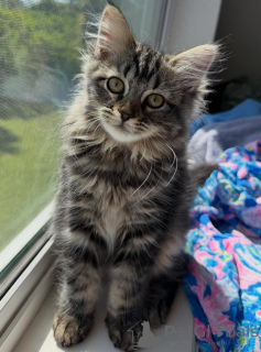 Photo №1. siberian cat - for sale in the city of Växjö | negotiated | Announcement № 171092