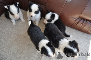 Photo №1. border collie - for sale in the city of Šabac | negotiated | Announcement № 146139