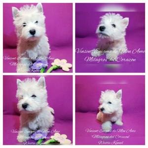Photo №1. west highland white terrier - for sale in the city of Dnipro | 1000$ | Announcement № 5923