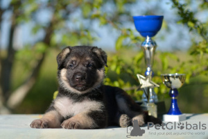 Photo №3. East European Shepherd puppies. Russian Federation