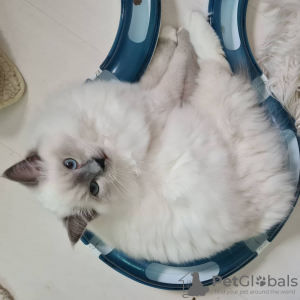 Photo №2 to announcement № 115741 for the sale of ragdoll - buy in Germany from the shelter, breeder