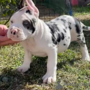 Photo №1. american bully - for sale in the city of Mokrin | negotiated | Announcement № 119141