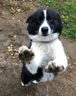 Photo №1. karelian bear dog - for sale in the city of ALAVUS | 550$ | Announcement № 164334